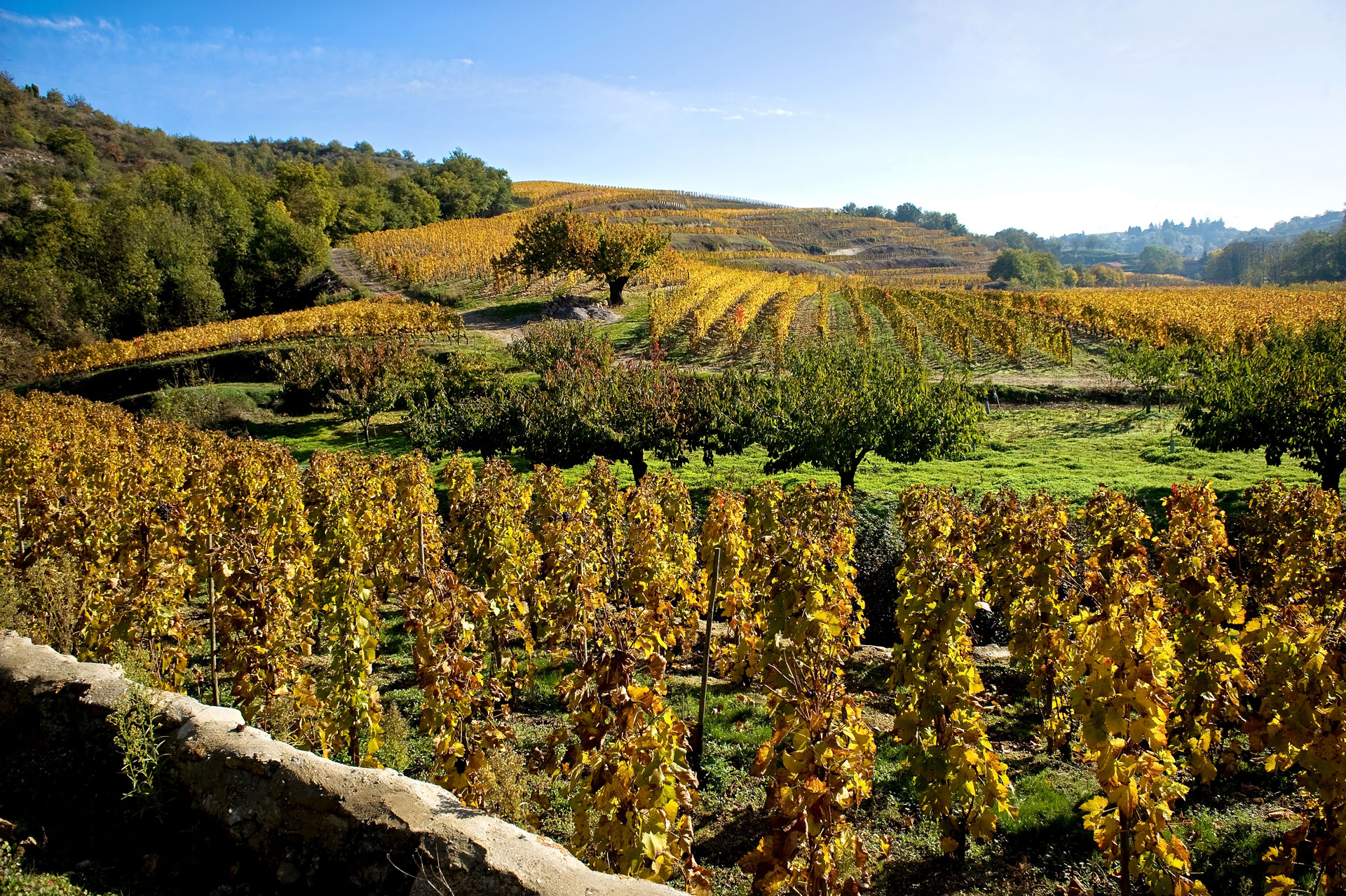 Baketa vignes pontaix automne