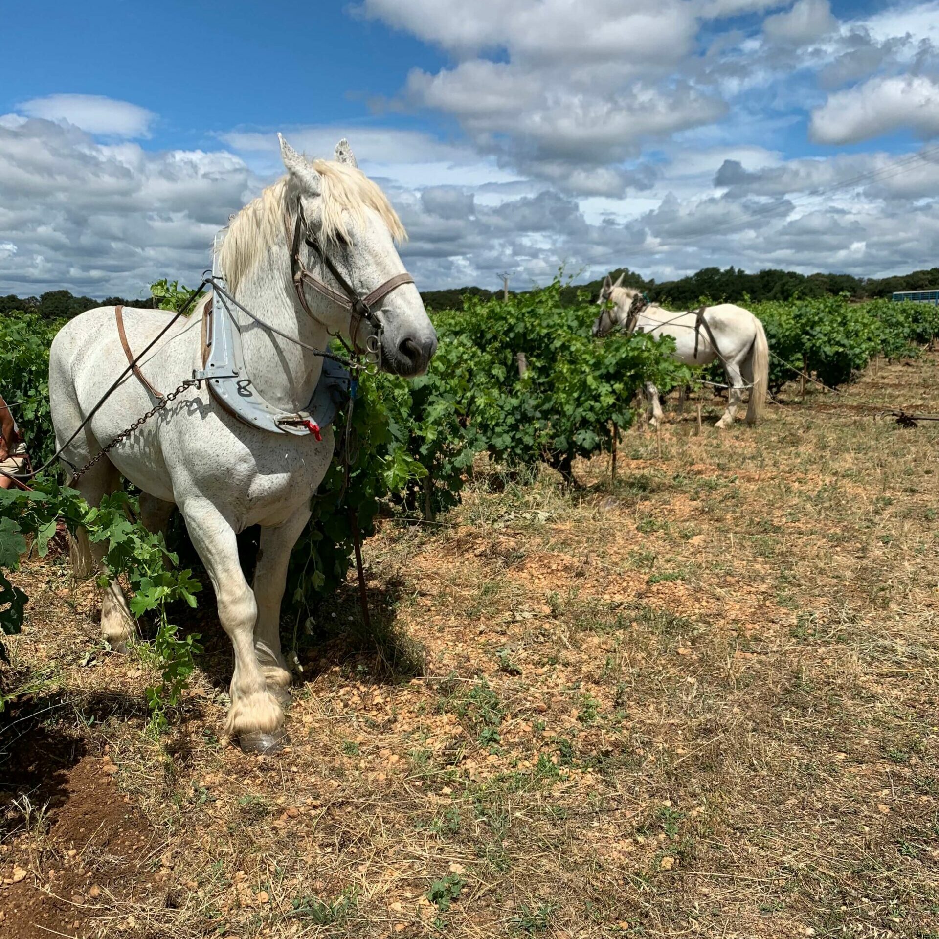 Baketa cheval vins biodynamie