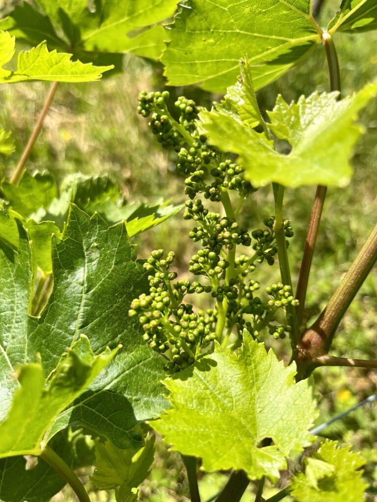 Baketa vignes floraison bio biodynamie