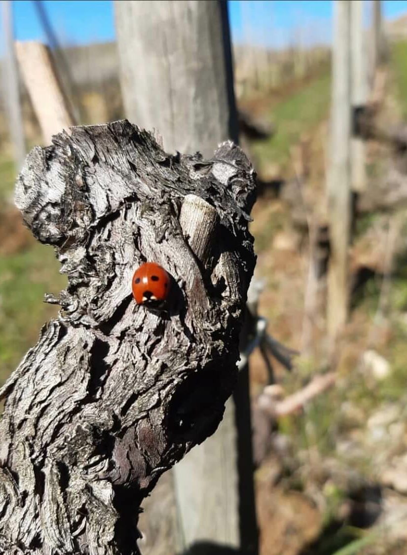 Baketa viticulture biologique biodynamie